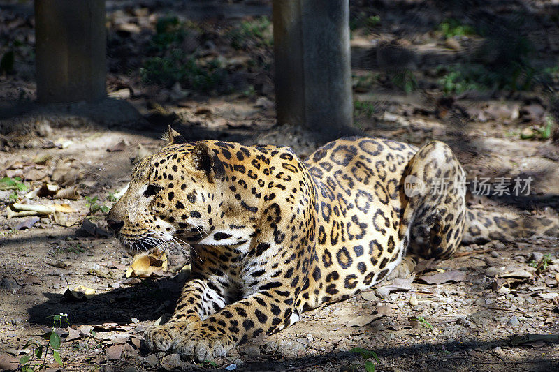 捷豹(Panthera onca)在座位位置。